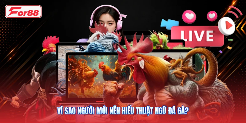 Vì sao người mới nên hiểu thuật ngữ đá gà?